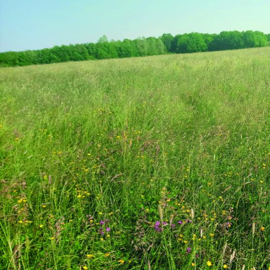Le CGA récompense les prairies naturelles, fauchées exclusivement ou prioritairement (et secondairement pâturées), ni trop sèches et ni trop humides. Photo : DR