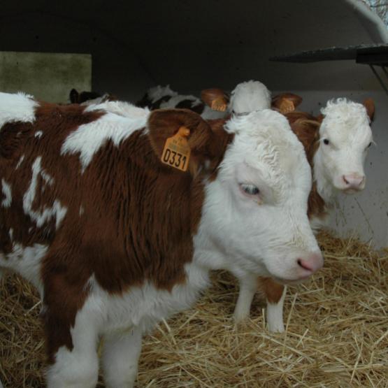 En Haute-Marne une quarantaine d'élevages Montbéliards travaillent avec le génotypage. Photo : DR