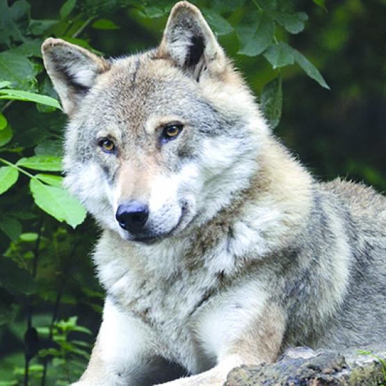 De janvier à juin 2023, seize prédations de loup ont été enregistrées officiellement en Haute-Marne.