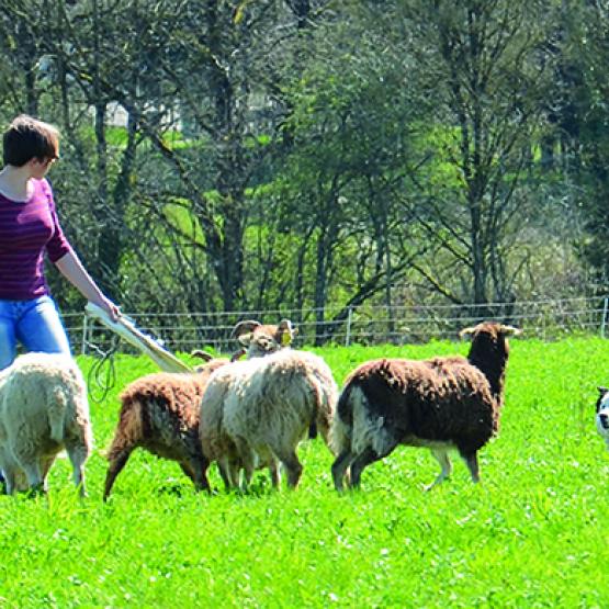 Les éleveurs ovins ont de plus en plus de mal à protéger leur troupeau de la prédation.