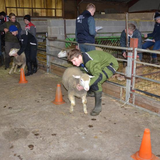Outre l’aspect concours, les ovinpiades permettent de découvrir l’élevage ovin.