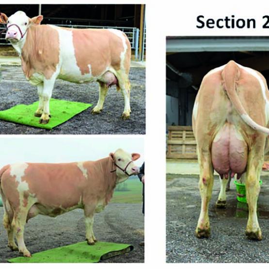 Concours photo Simmental