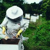 Les apiculteurs détenant au moins 70 ruches sont éligibles.