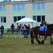 Des étudiants de BTS PA ont organisé des démonstrations équestres avec les trois chevaux Ardennais du lycée.