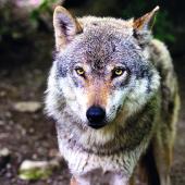 Anne Cornet, préfète de la Haute-Marne, a signé le nouvel arrêté d’éligibilité des communes aux mesures d’aides à la protection du Plan national Loup et activités d’élevage.