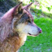 La présence du loup dans le département conduit à réfléchir à l’installation de moyens de protections au sein des élevages ovins.