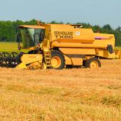 Le blé est la déception de cette campagne, il sera difficile d’atteindre les 60 q/ha de moyenne.