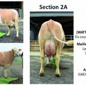 Concours photo Simmental