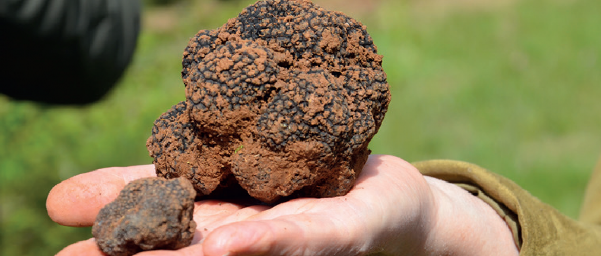 La Haute-Marne est un territoire propice à la culture de la truffe. Photo : DR La Haute-Marne est un territoire propice à la culture de la truffe. Photo : DR