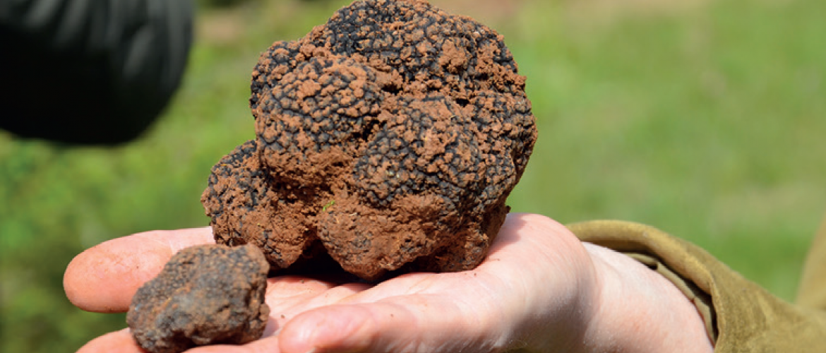 La Haute-Marne est un territoire propice à la culture de la truffe. Photo : DR