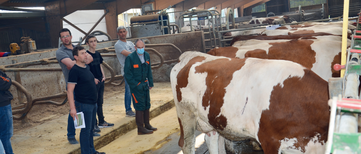 Pour la campagne 2021, la Haute-Marne compte 51 élevages ayant plus de 90 % de race Montbéliarde. Photo : DR Pour la campagne 2021, la Haute-Marne compte 51 élevages ayant plus de 90 % de race Montbéliarde. Photo : DR