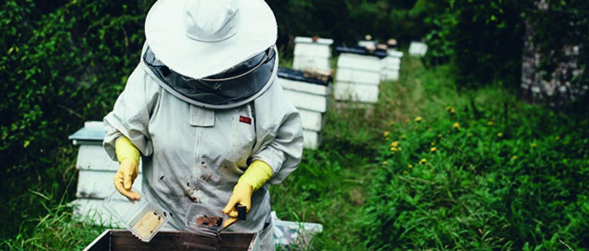 Les apiculteurs détenant au moins 70 ruches sont éligibles.