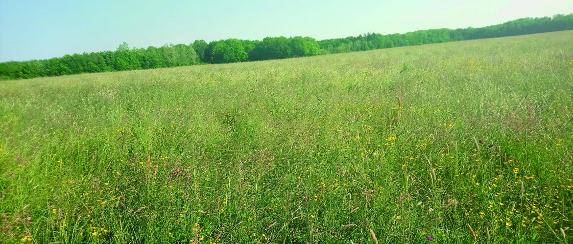 Le CGA récompense les prairies naturelles, fauchées exclusivement ou prioritairement (et secondairement pâturées), ni trop sèches et ni trop humides. Photo : DR