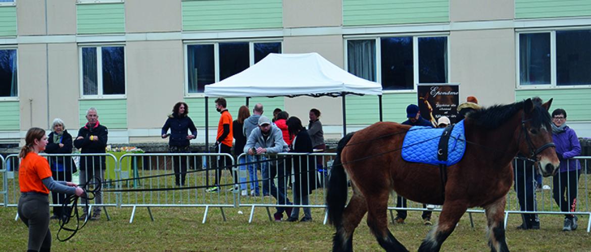Des étudiants de BTS PA ont organisé des démonstrations équestres avec les trois chevaux Ardennais du lycée.