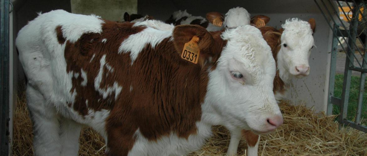 En Haute-Marne une quarantaine d'élevages Montbéliards travaillent avec le génotypage. Photo : DR
