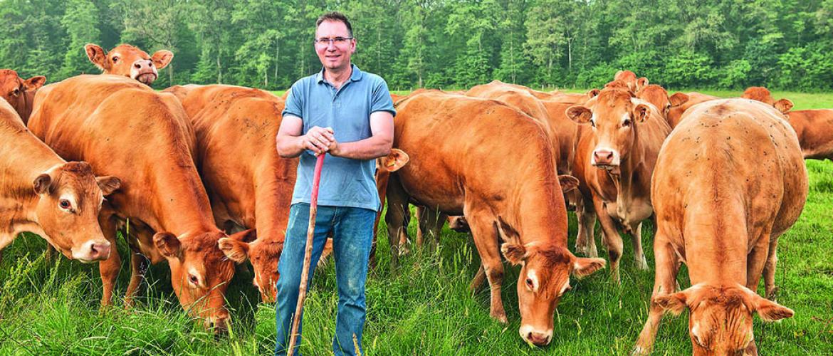 Les 67 vaches allaitantes de Xavier Guillaume reçoivent une ration mixte herbe/maïs épi permettant à l’éleveur de s’affranchir de l’achat de correcteur azoté.