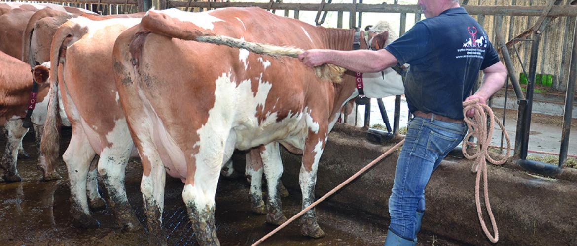 Etienne Champouillon réalise différentes manipulations pour que l’animal retrouve une bonne locomotion.