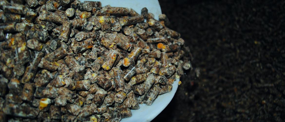 Un aliment moins cher à la tonne ne l’est pas forcément ramené à l’agneau. Un aliment moins cher à la tonne ne l’est pas forcément ramené à l’agneau.
