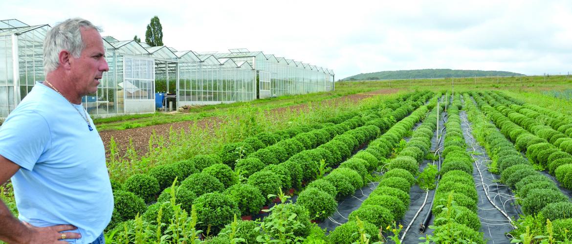 Laurent Piot devant ses cultures de Chrysanthèmes, cultivées en extérieur.