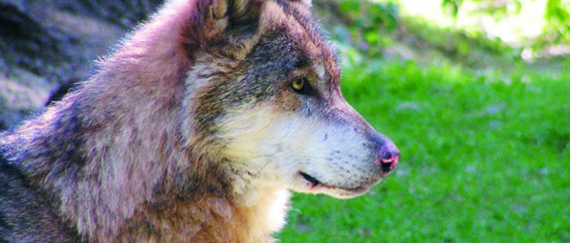 La présence du loup dans le département conduit à réfléchir à l’installation de moyens de protections au sein des élevages ovins. La présence du loup dans le département conduit à réfléchir à l’installation de moyens de protections au sein des élevages ovins.