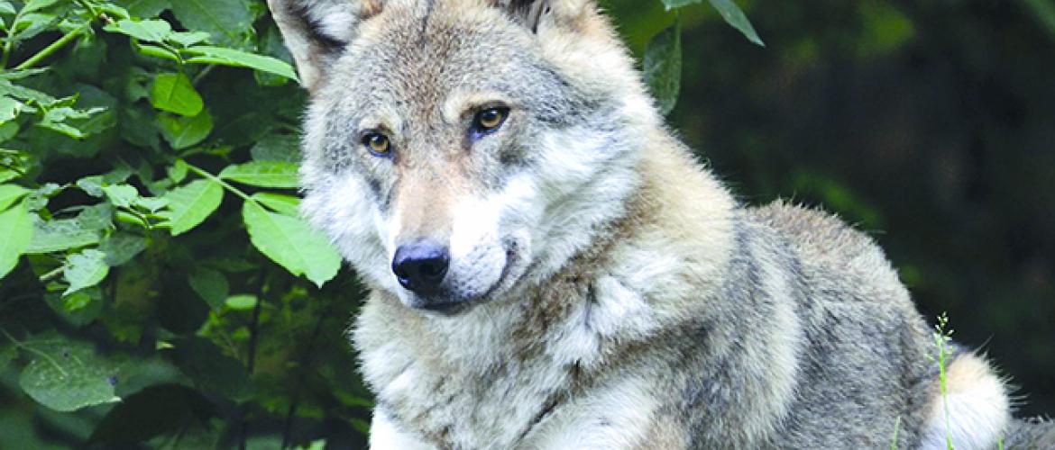 De janvier à juin 2023, seize prédations de loup ont été enregistrées officiellement en Haute-Marne. De janvier à juin 2023, seize prédations de loup ont été enregistrées officiellement en Haute-Marne.