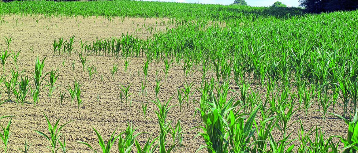 le comité national sécheresse s’est réuni pour tenter d’apporter des solutions à une situation préoccupante pour les exploitations agricoles. le comité national sécheresse s’est réuni pour tenter d’apporter des solutions à une situation préoccupante pour les exploitations agricoles.