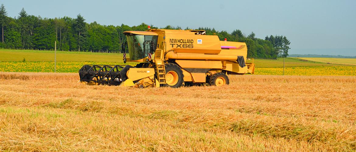 Le blé est la déception de cette campagne, il sera difficile d’atteindre les 60 q/ha de moyenne.