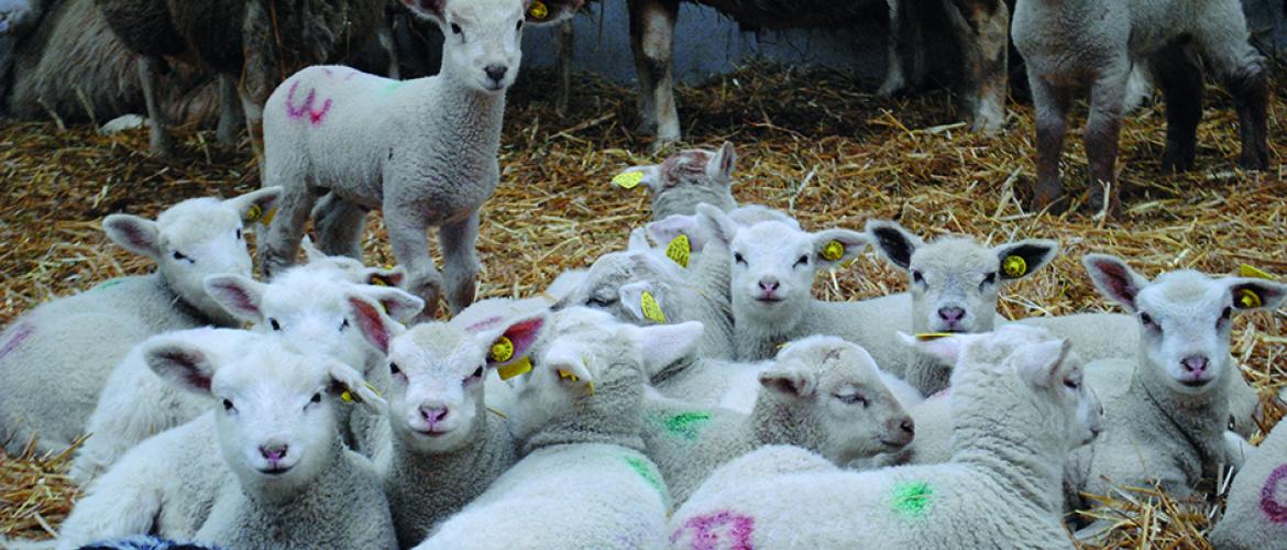 Séparer les simples des doubles en début de lactation en bergerie représente une économie de plus de 20 kg de concentré. Séparer les simples des doubles en début de lactation en bergerie représente une économie de plus de 20 kg de concentré.