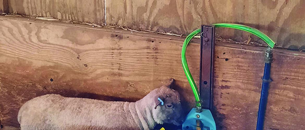 Un dispositif en test qui permet de détecter précocement les problèmes de bien-être des animaux Un dispositif en test qui permet de détecter précocement les problèmes de bien-être des animaux