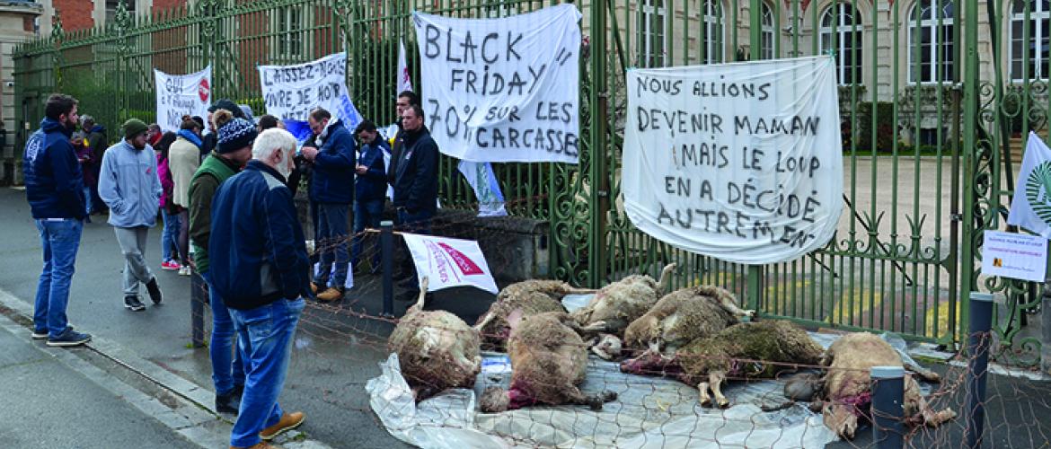 Les cadavres des brebis égorgées ont été disposés devant la Préfecture.