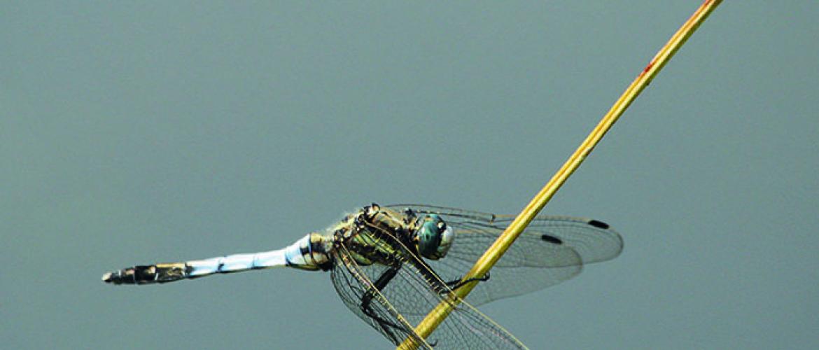 Une biodiversité riche à préserver grâce à des outils comme Natura 2000. Une biodiversité riche à préserver grâce à des outils comme Natura 2000.