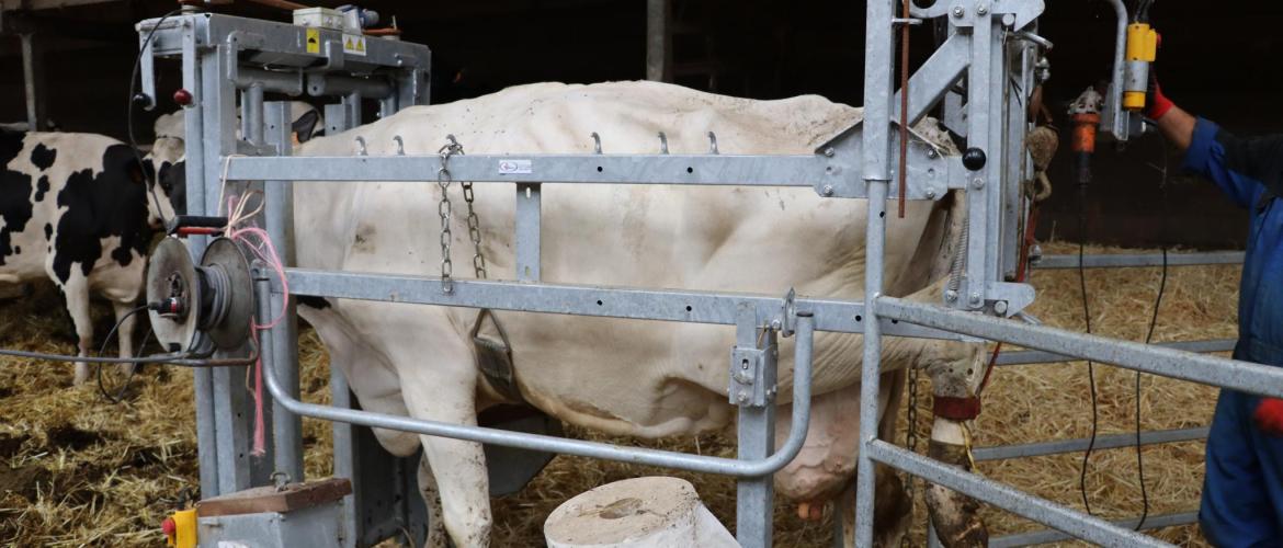 Lever les pieds de ses vaches régulièrement, pour un parage d'entretien notamment, est la première action à mettre en place contre les boiteries.