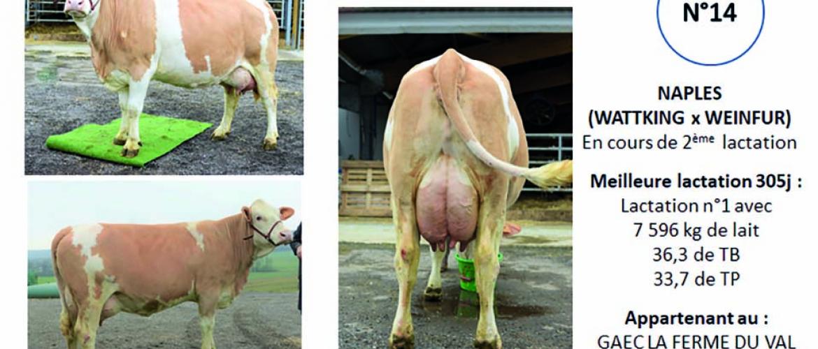 Concours photo Simmental Concours photo Simmental