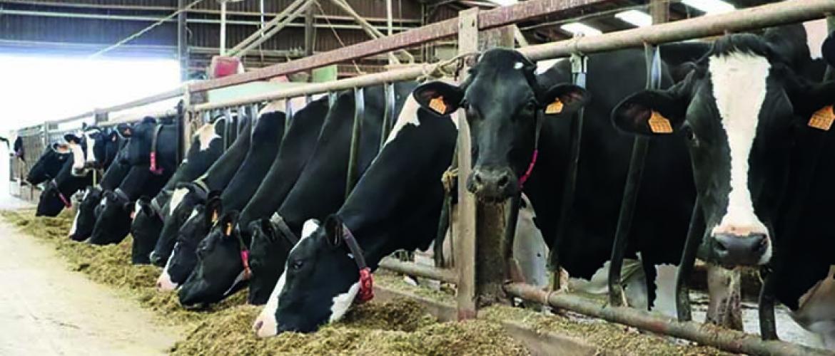 IBR - le GDS souhaite continuer l’accompagnement technique et financier lors de l’élimination des bovins connus positifs