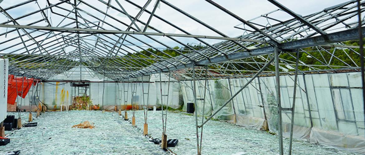 Les 7000 m² de serres sont complètement inutilisables. Les 7000 m² de serres sont complètement inutilisables.