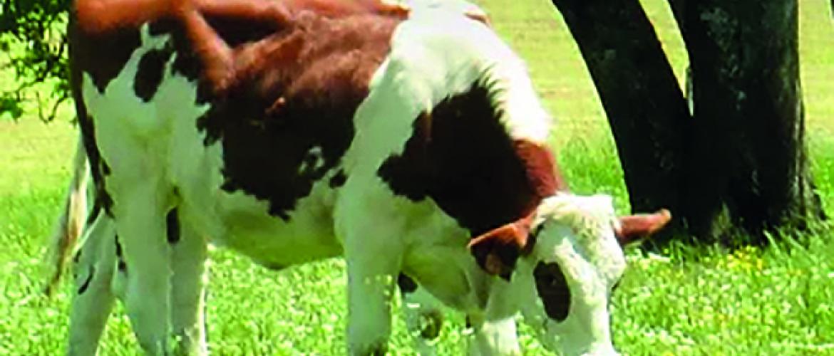 L’Emmental grand cru développe ses arguments environnementaux sur son nouveau site web. L’Emmental grand cru développe ses arguments environnementaux sur son nouveau site web.