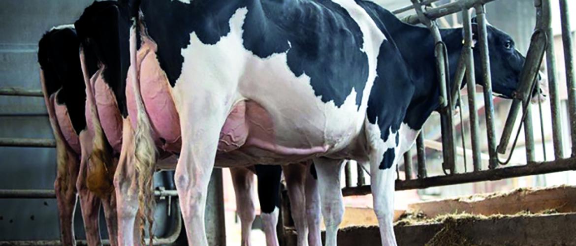 Les éleveurs ont visité la SARL Novalait avec une présentation des animaux sélectionnés au Salon de l’Agriculture. Les éleveurs ont visité la SARL Novalait avec une présentation des animaux sélectionnés au Salon de l’Agriculture.